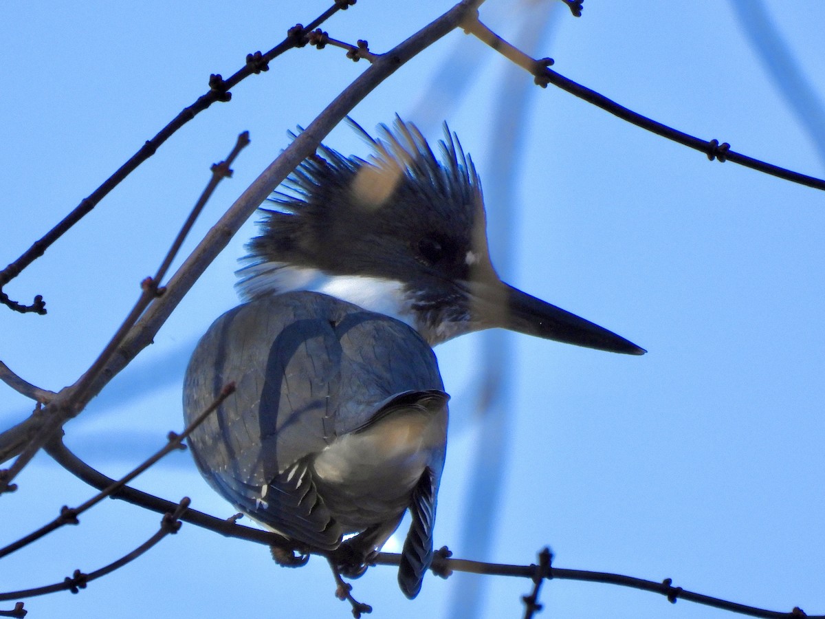 Belted Kingfisher - ML625491335