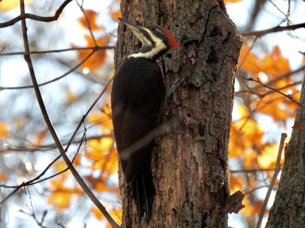 Pileated Woodpecker - ML625491351