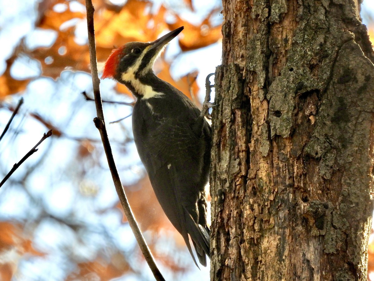 Pileated Woodpecker - ML625491352