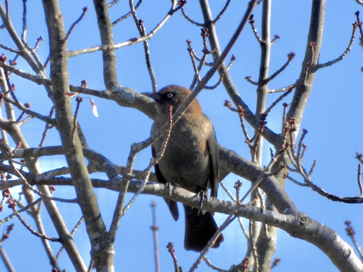 Rusty Blackbird - ML625491361