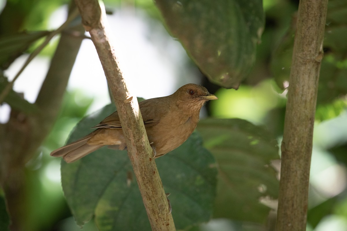 Clay-colored Thrush - ML625491362