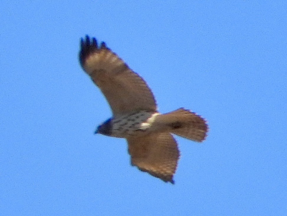 Red-shouldered Hawk - ML625491381