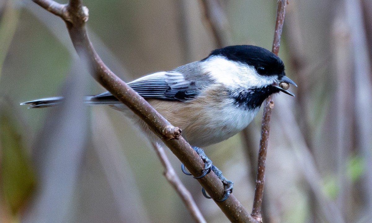 Black-capped Chickadee - ML625491384