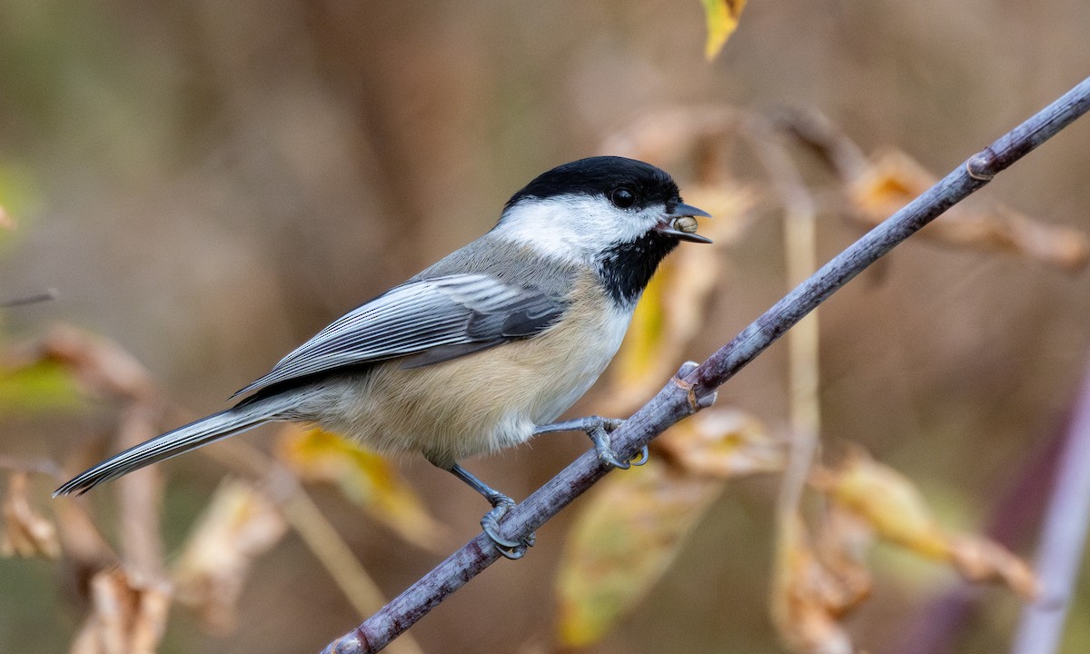 Black-capped Chickadee - ML625491385