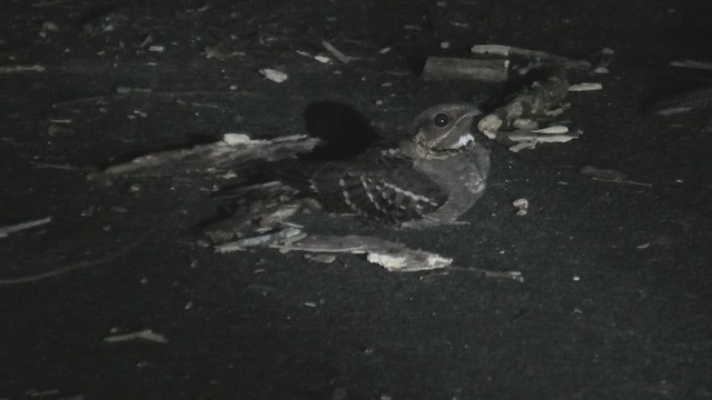 lelek džunglový - ML625491403