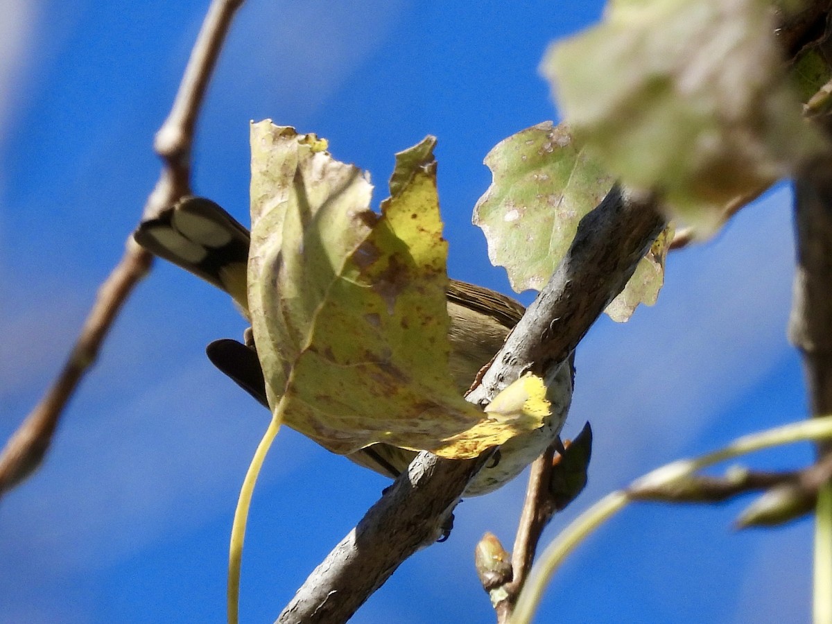 Palm Warbler (Western) - ML625491407