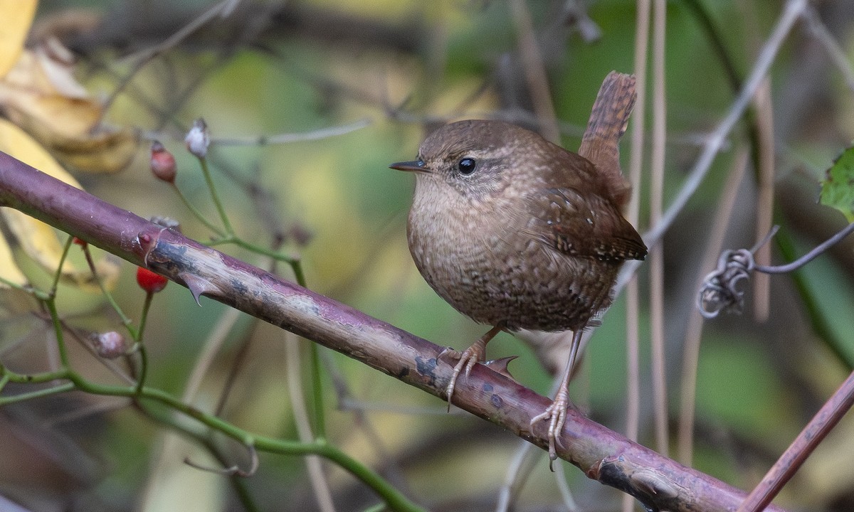 Winter Wren - ML625491417