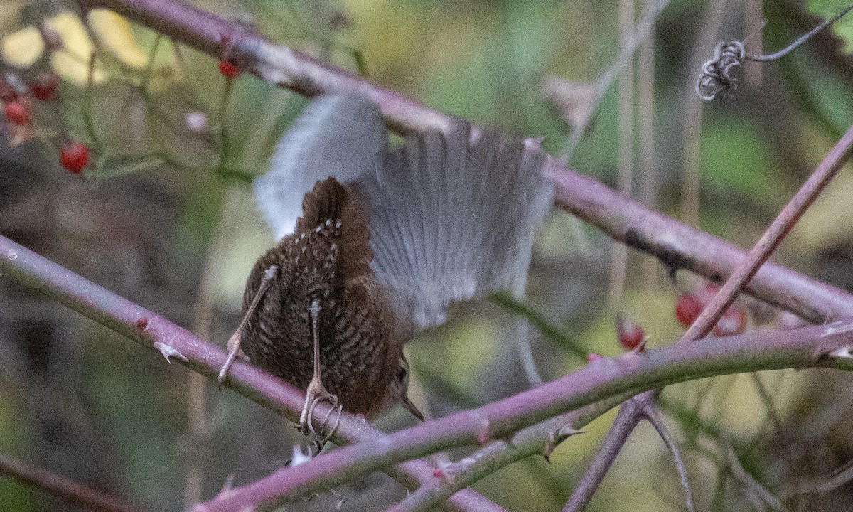 Troglodyte des forêts - ML625491418