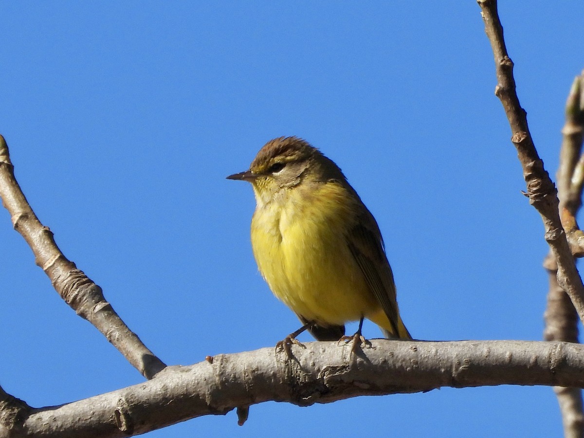 Palm Warbler (Yellow) - ML625491423