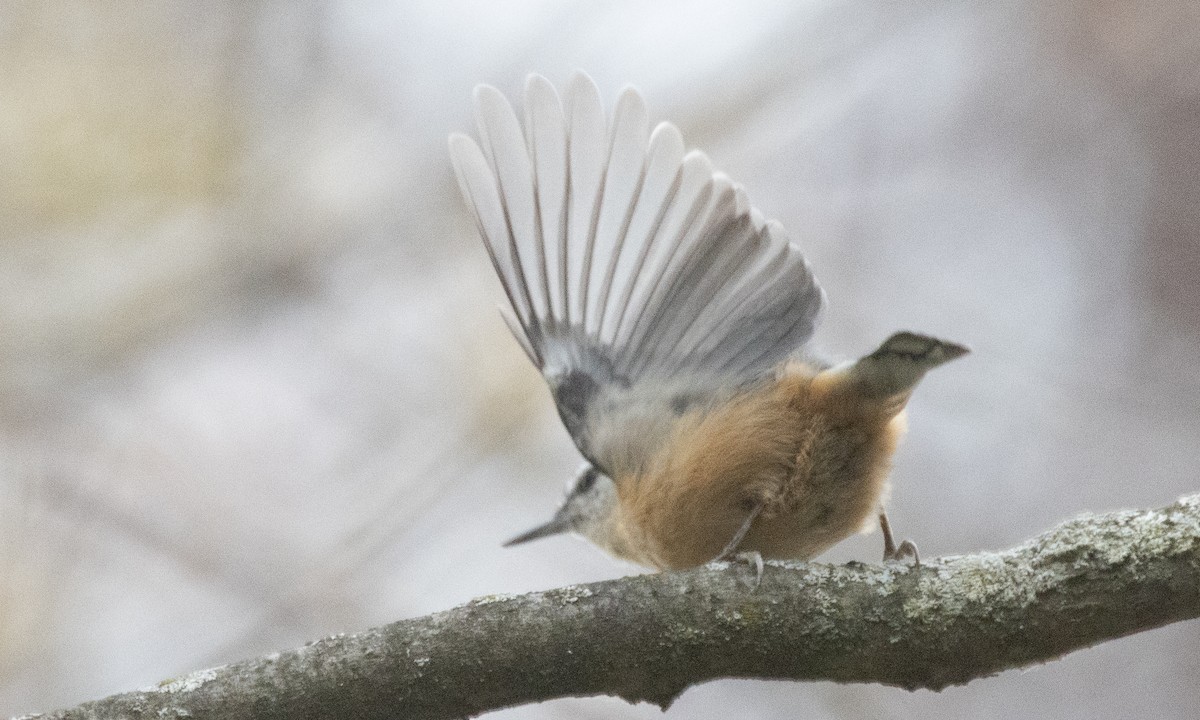 Red-breasted Nuthatch - ML625491431