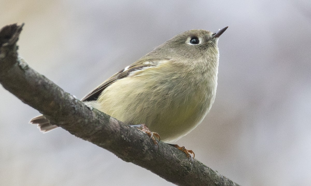 Roitelet à couronne rubis - ML625491436