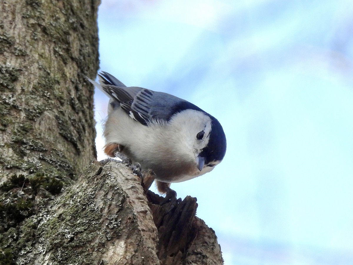 White-breasted Nuthatch - Zihan Wei