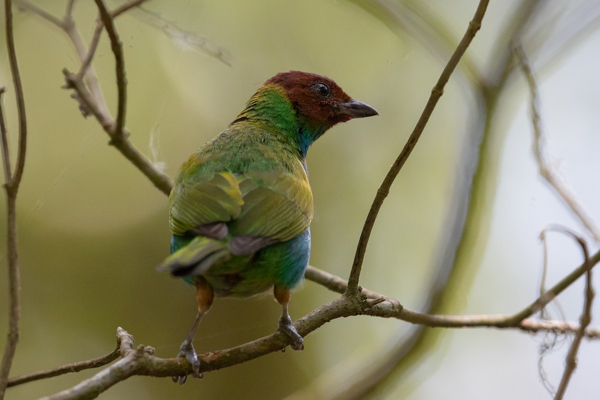 Bay-headed Tanager - ML625491468