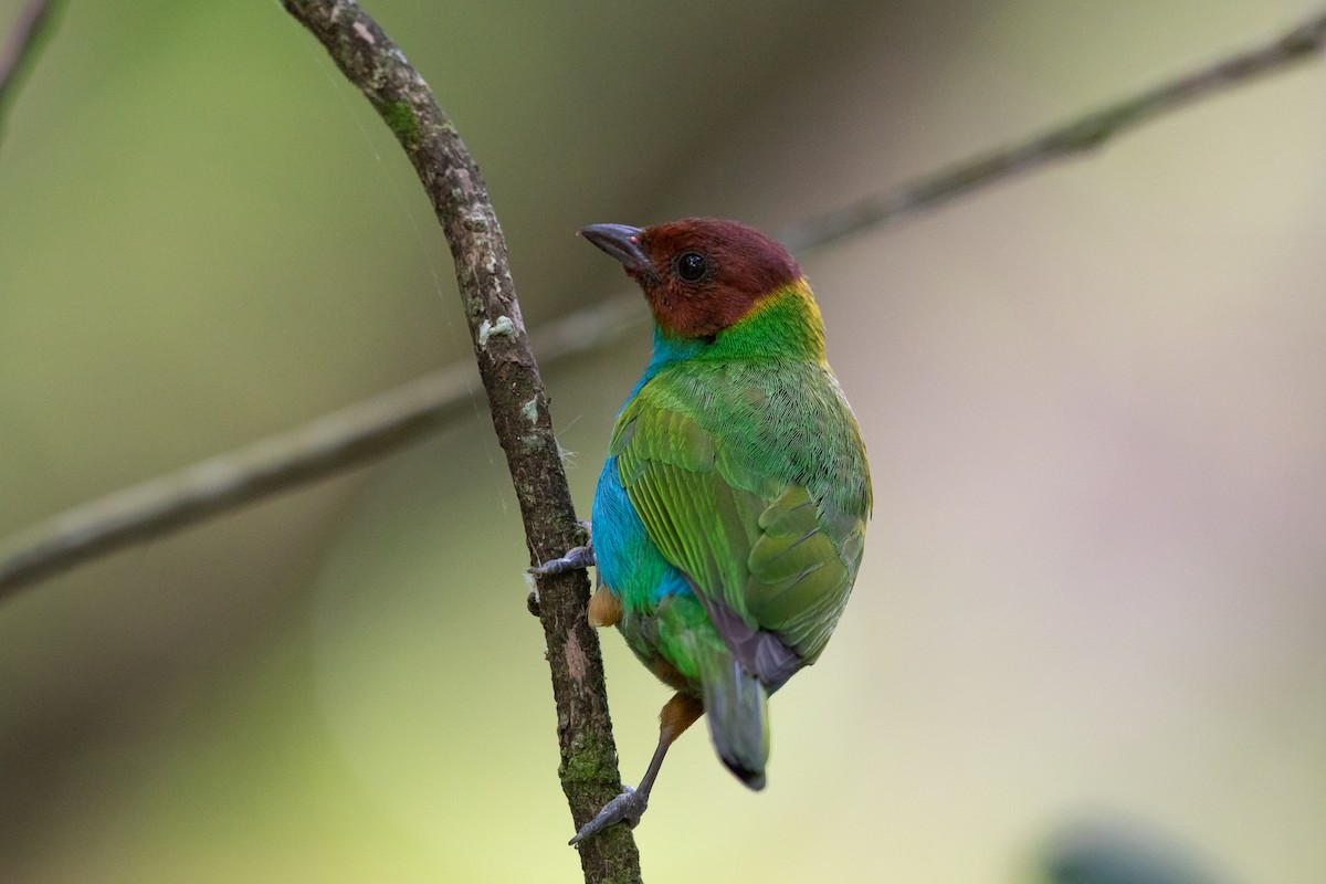 Bay-headed Tanager - ML625491469