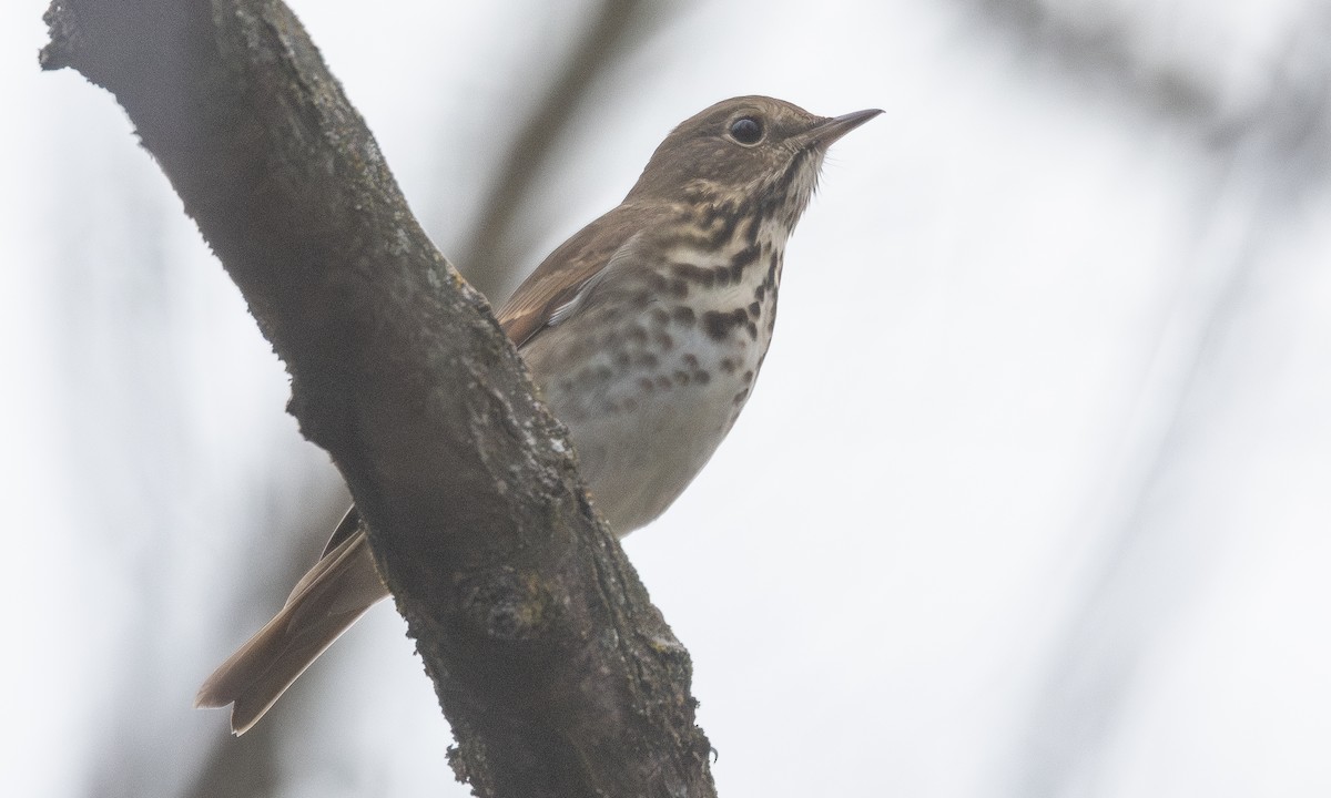 Hermit Thrush (faxoni/crymophilus) - ML625491511