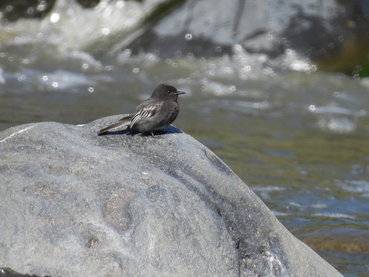 Black Phoebe - ML625491665