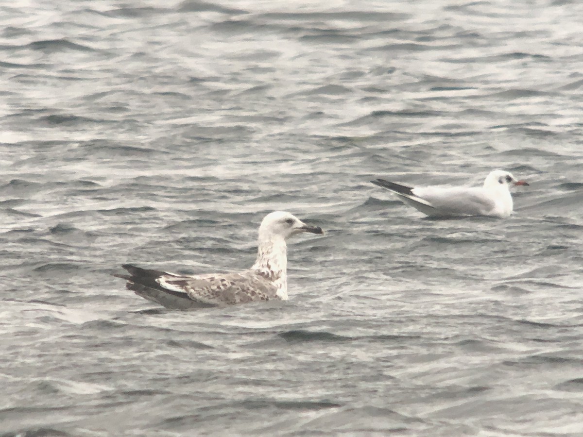 Caspian Gull - ML625491706
