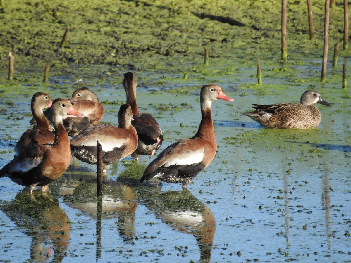 Black-bellied Whistling-Duck - ML625491775