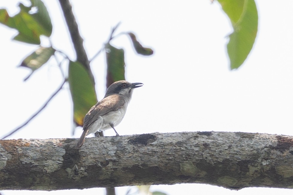 Large Woodshrike - ML625491777