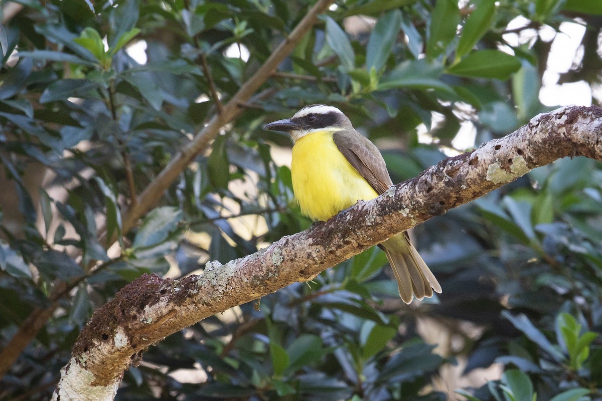 Boat-billed Flycatcher - ML625491780