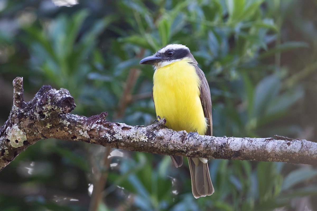 Boat-billed Flycatcher - ML625491781