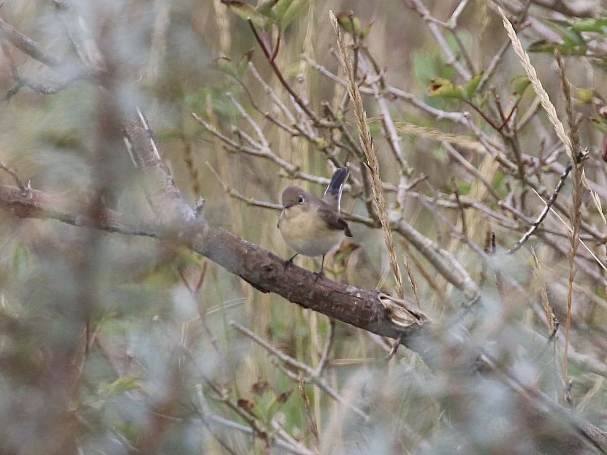 紅胸鶲 - ML625491815