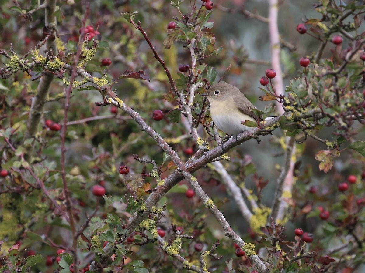 紅胸鶲 - ML625491816