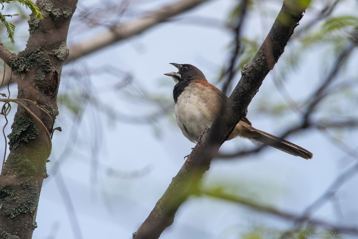 Black-chested Sparrow - ML625491832