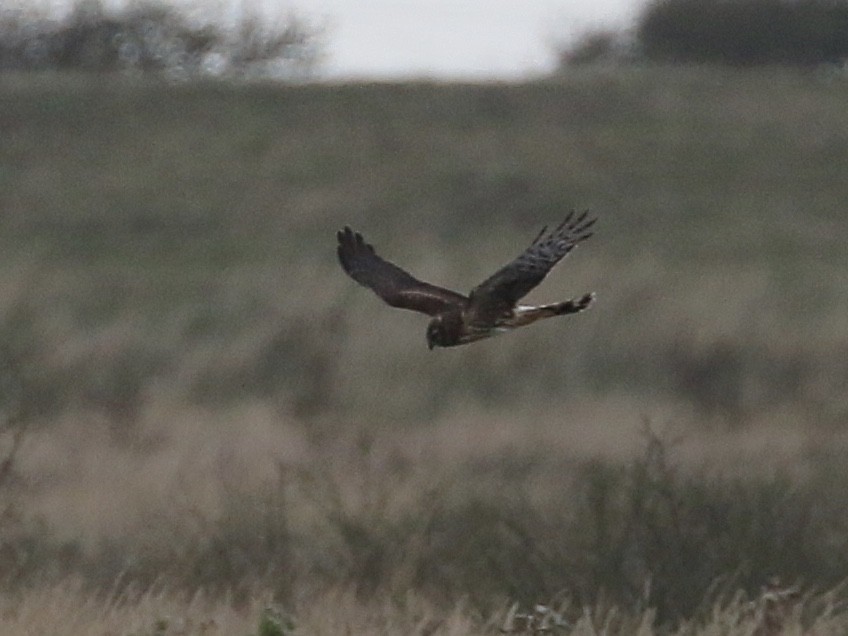 灰澤鵟 - ML625491838