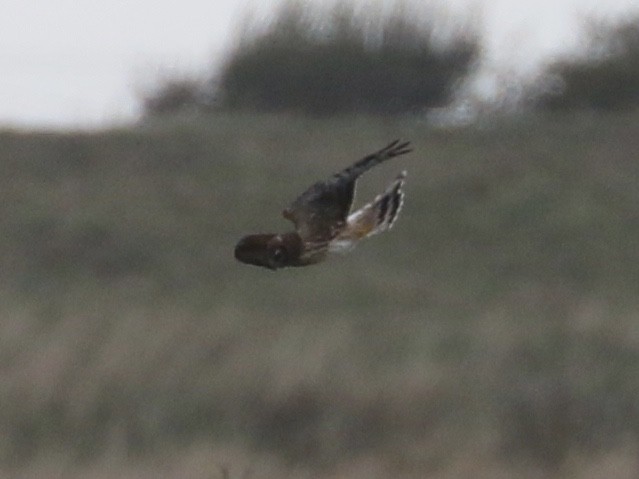 灰澤鵟 - ML625491839