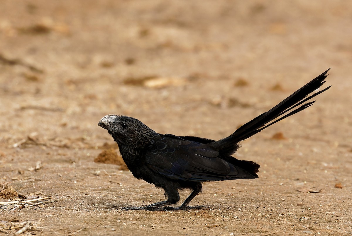 Smooth-billed Ani - ML625491840