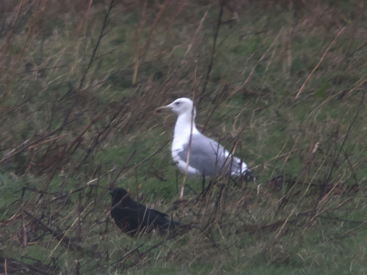 Caspian Gull - ML625491919