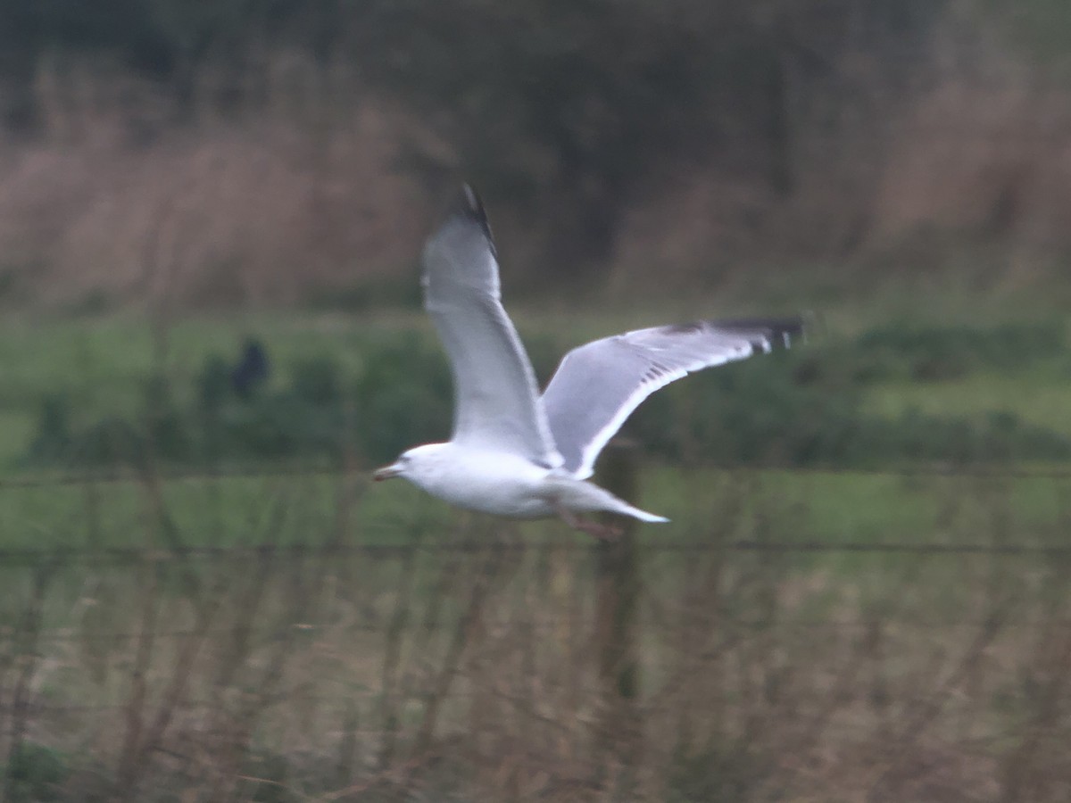 Caspian Gull - ML625491920