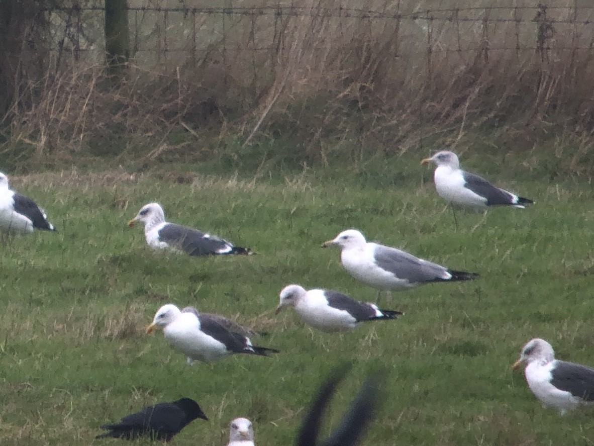 Caspian Gull - ML625491921