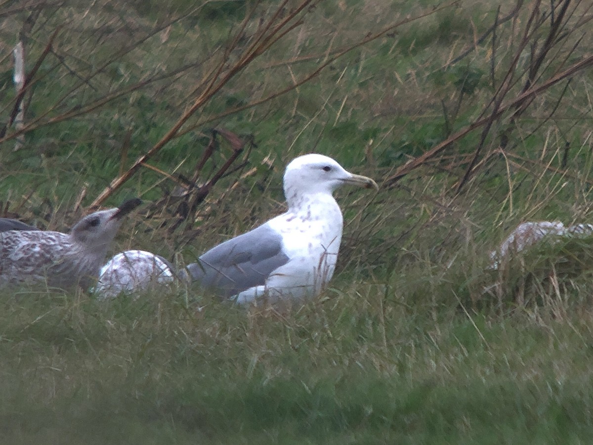 Caspian Gull - ML625491922