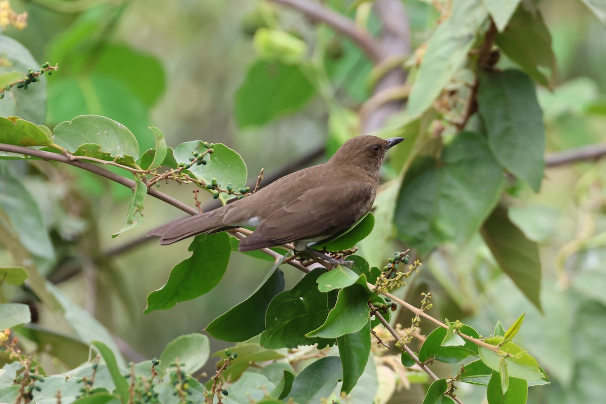 Black-billed Thrush - ML625492003