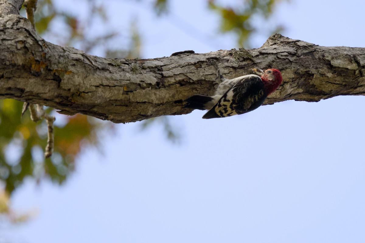 Red-headed Woodpecker - ML625492164