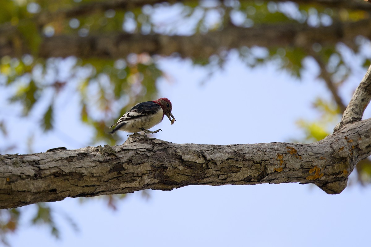 Red-headed Woodpecker - ML625492165
