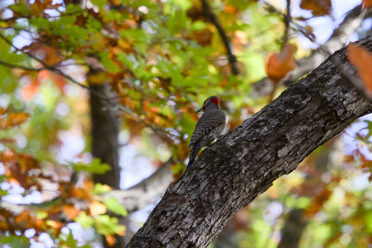 Northern Flicker - ML625492169