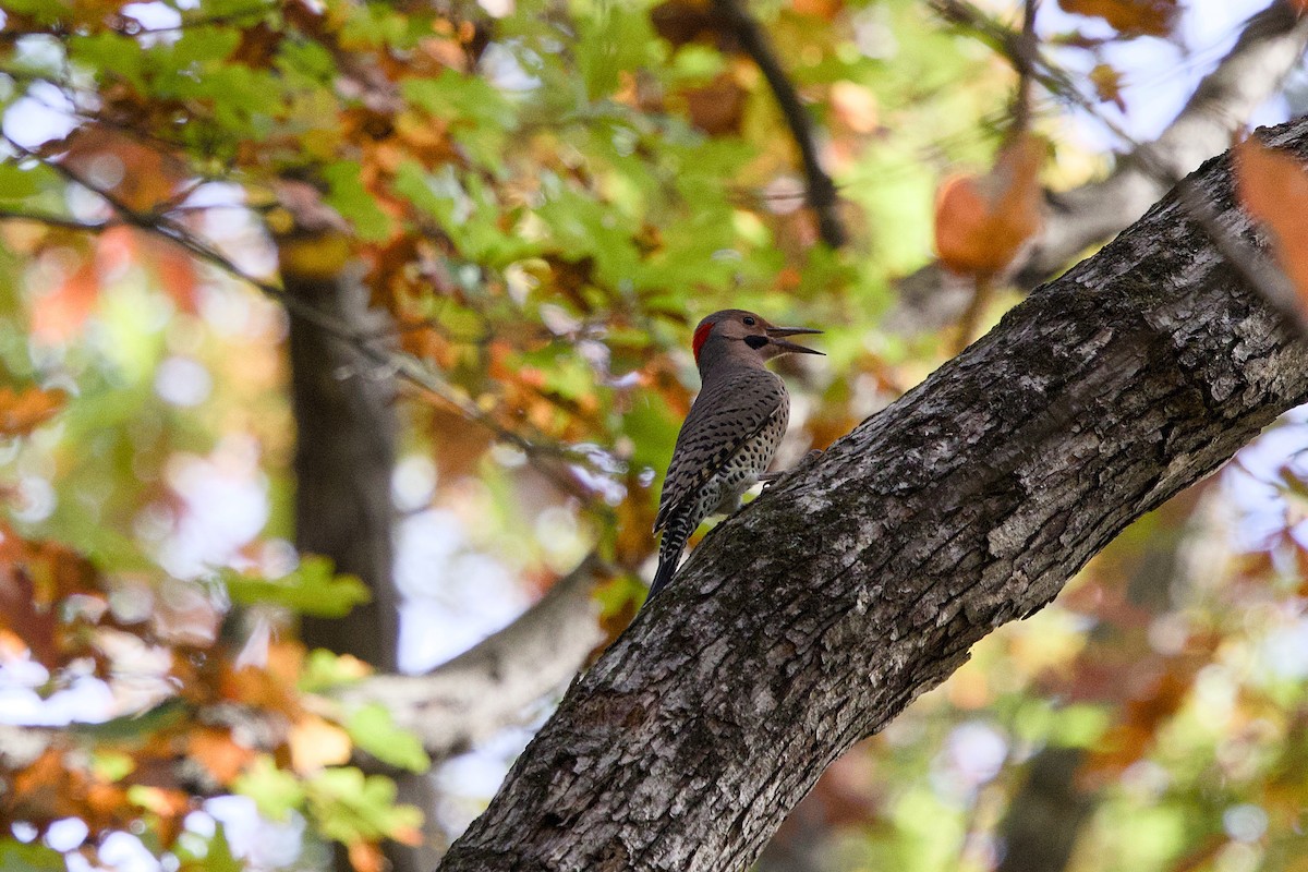 Northern Flicker - ML625492170
