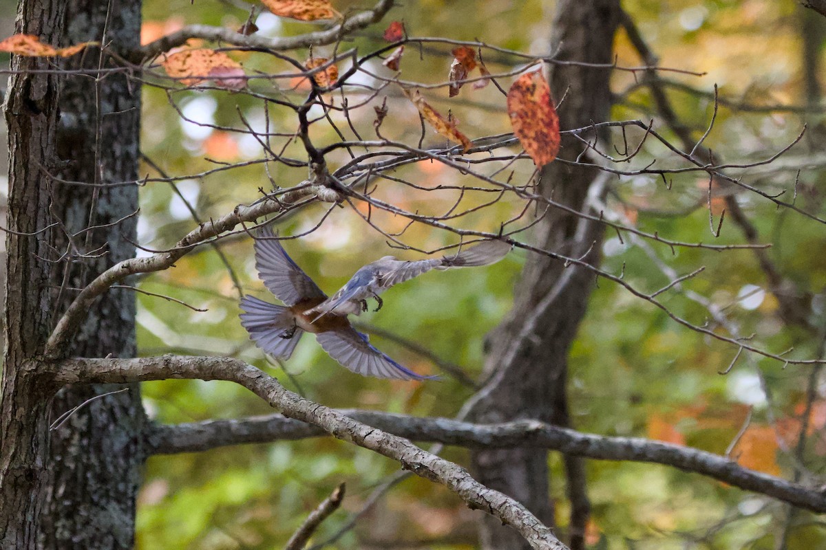 Eastern Bluebird - ML625492181