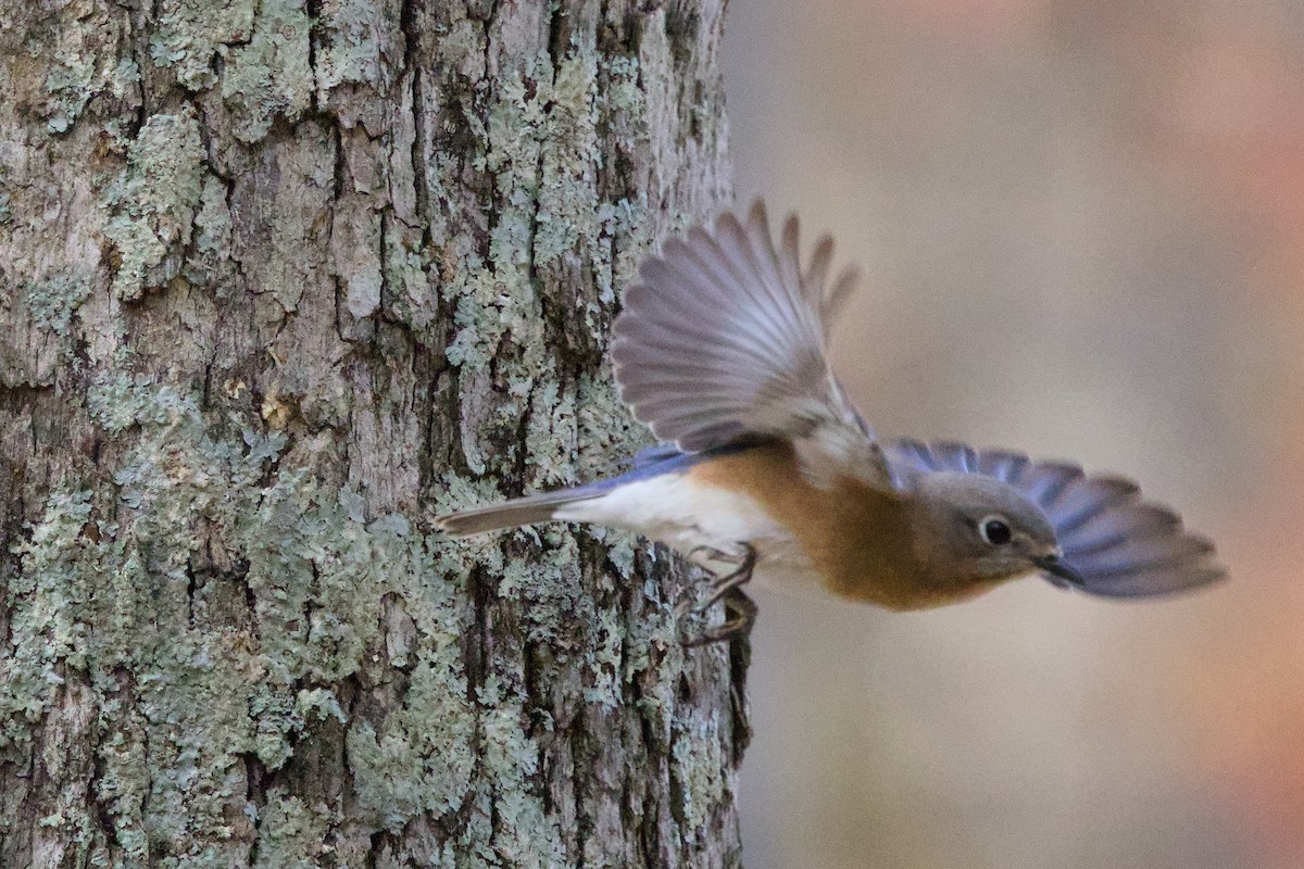 Eastern Bluebird - ML625492182