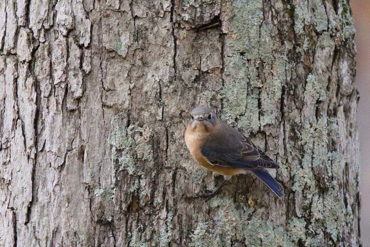 Eastern Bluebird - ML625492183