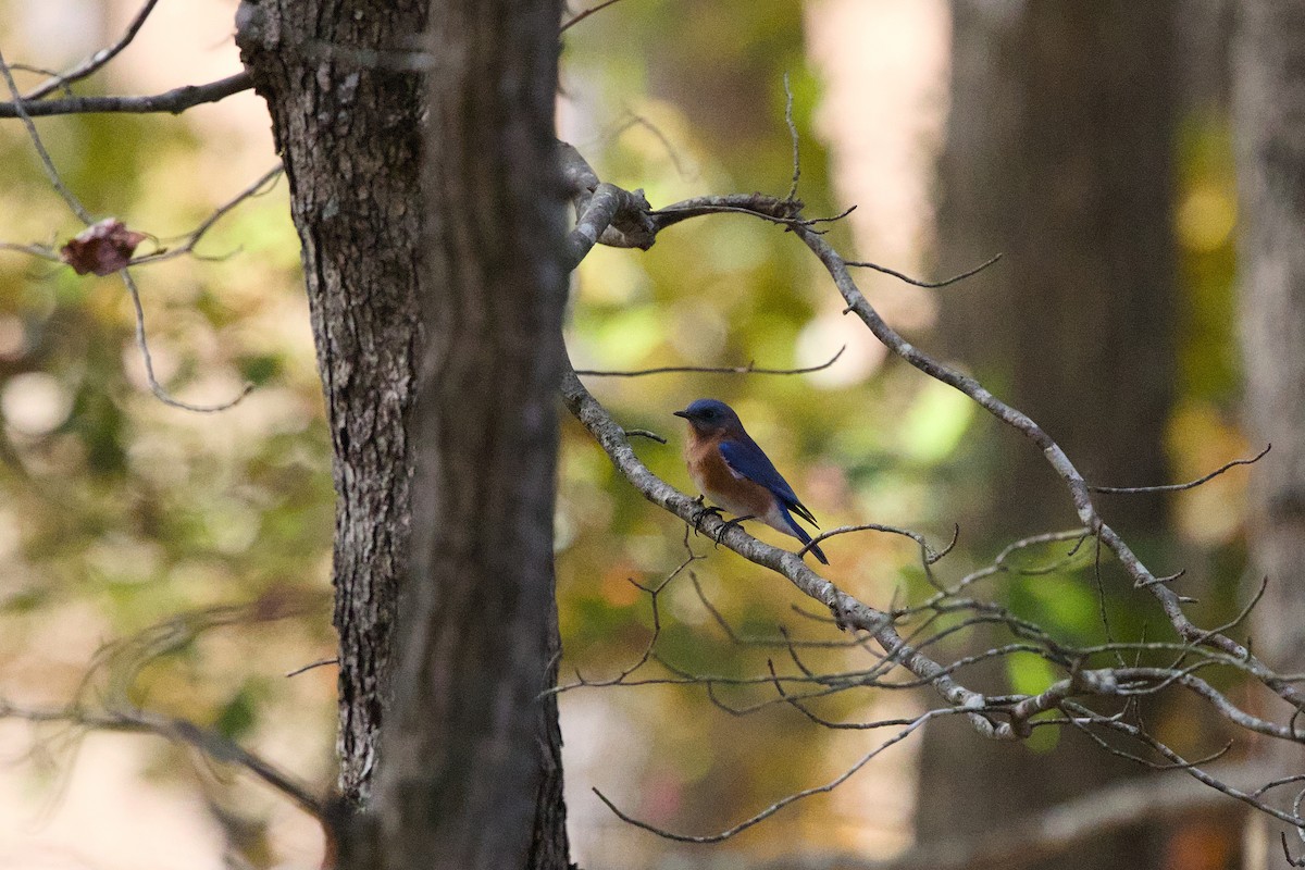 Eastern Bluebird - ML625492184