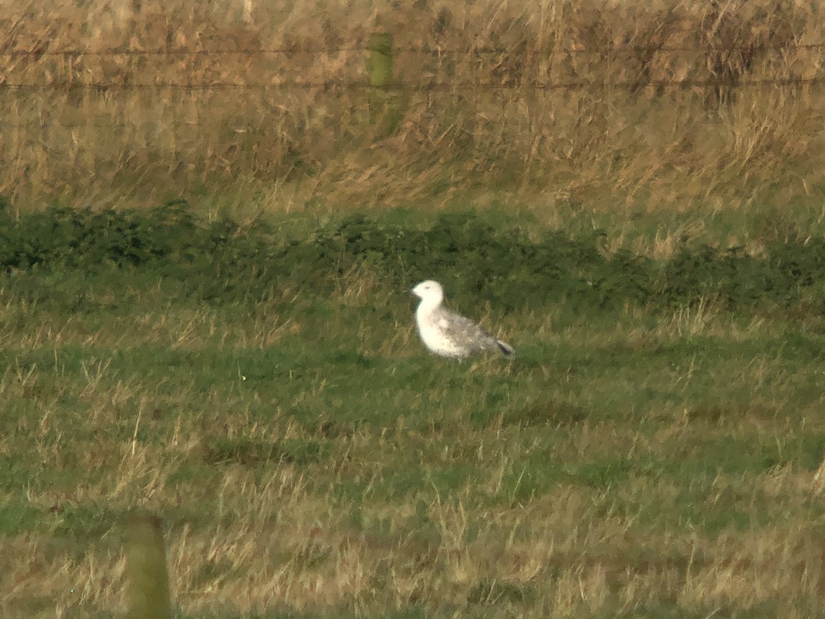 Caspian Gull - ML625492201
