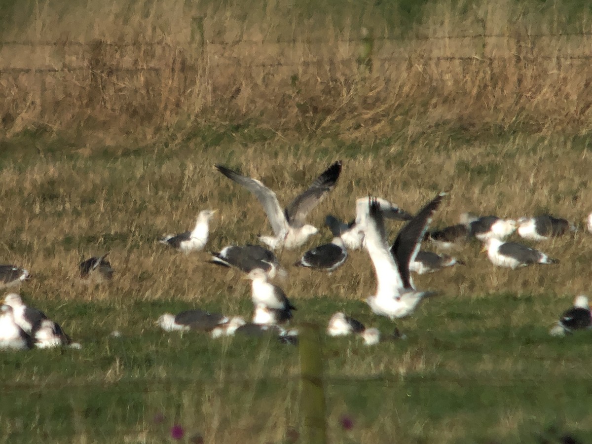 Caspian Gull - ML625492202