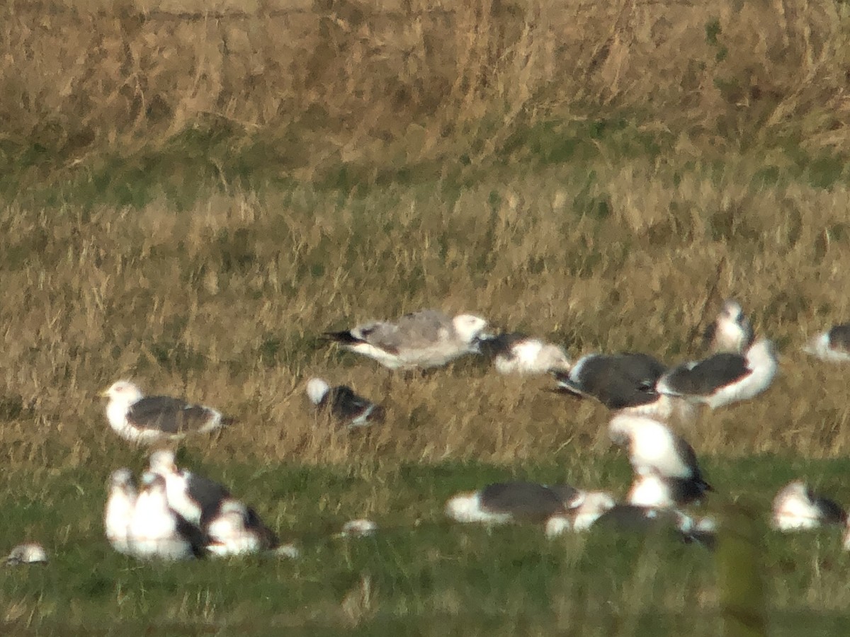 Caspian Gull - ML625492203