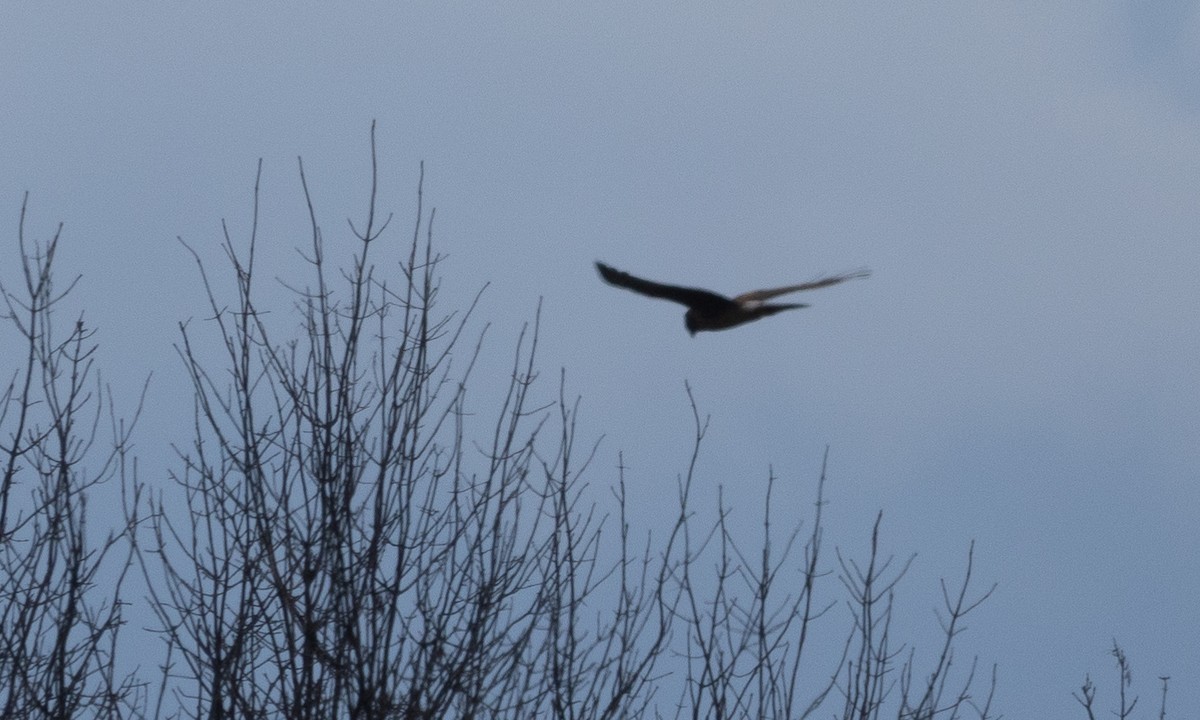 Northern Harrier - ML625492329