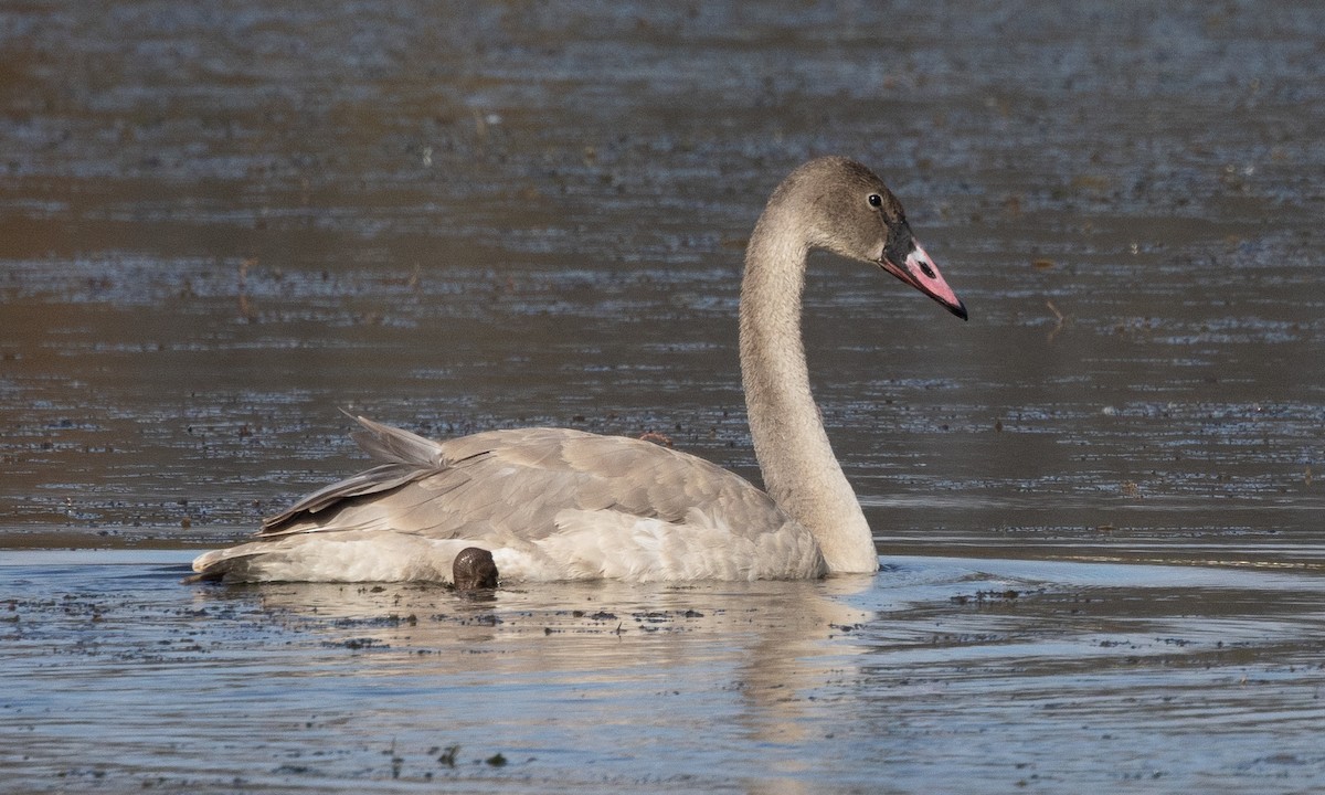 Trumpeter Swan - ML625492350