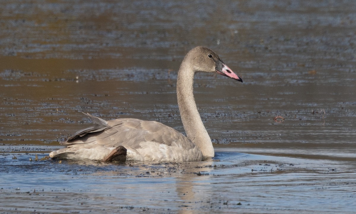 Trumpeter Swan - ML625492351